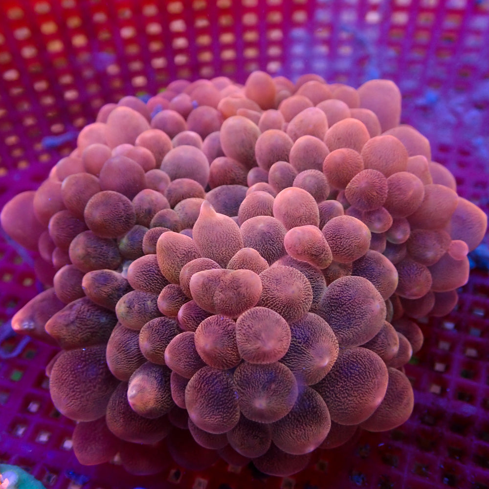 WYSIWYG Pastel Peach Bubble Tip Anemone (3-4
