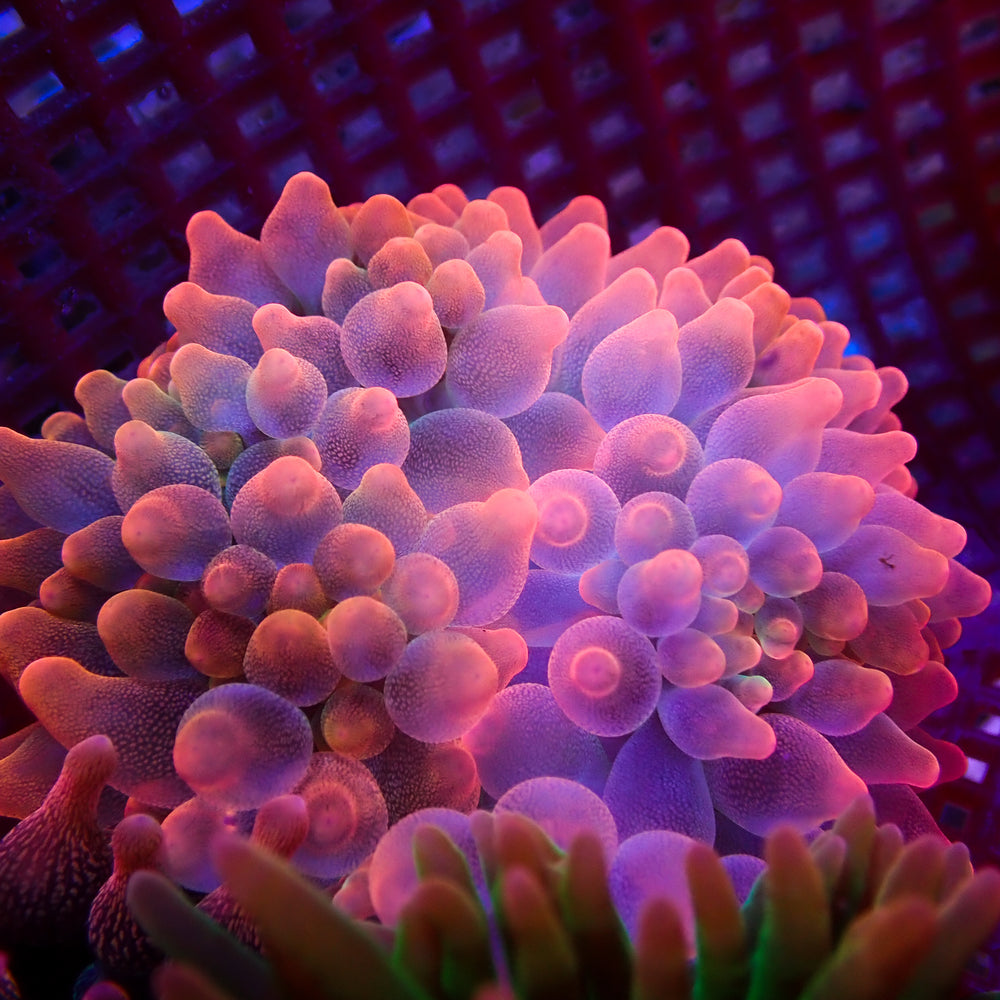 WYSIWYG Pink Glow Bubble Tip Anemone (3-4