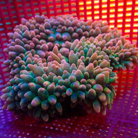 WYSIWYG Large Passionfruit Mania Rainbow Bubble Tip Anemone (6-9")