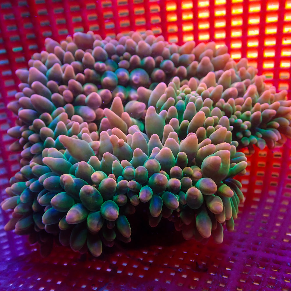 WYSIWYG Large Passionfruit Mania Rainbow Bubble Tip Anemone (6-9