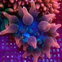 WYSIWYG Galaxy Rainbow Bubble Tip Anemone (1-2")