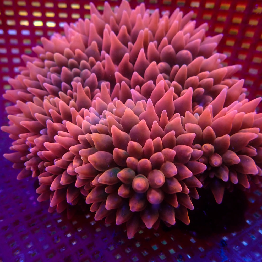 WYSIWYG XL Ultra Strawberry Bomb Bubble Tip Anemone (6-8”)