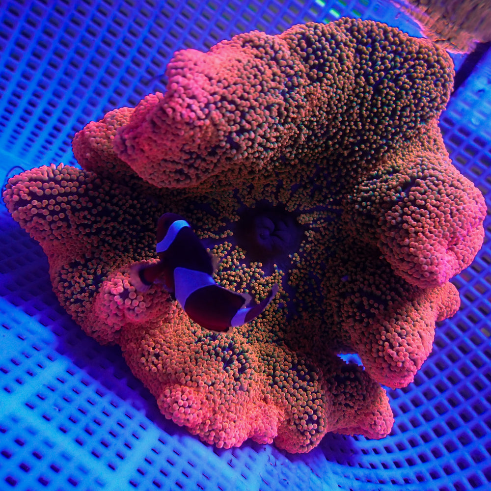WYSIWYG Strawberry Sunkist Haddoni Carpet Anemone (6-9