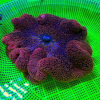 WYSIWYG Large Maroon Red Haddoni Carpet Anemone (8-10”)