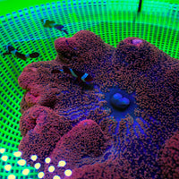 WYSIWYG Large Maroon Red Haddoni Carpet Anemone (8-10”)
