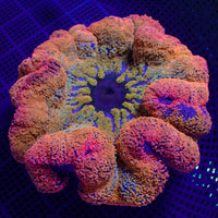 WYSIWYG Ultra Rainbow Pink Fairydust Haddoni Carpet Anemone (Rare, 7-9")