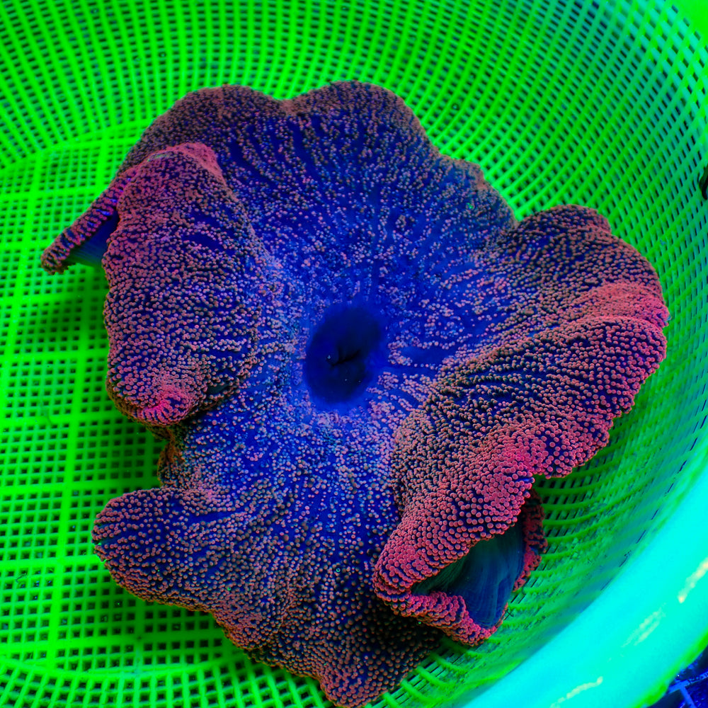 WYSIWYG XL Red Ruby Rainbow Haddoni Carpet Anemone (9-11
