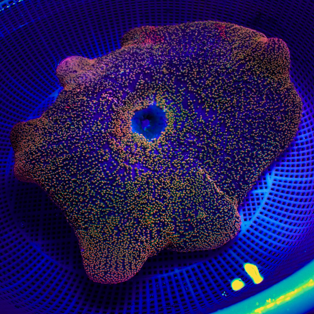WYSIWYG Sunkist Rainbow Haddoni Carpet Anemone (10-13") - Corals Anonymous