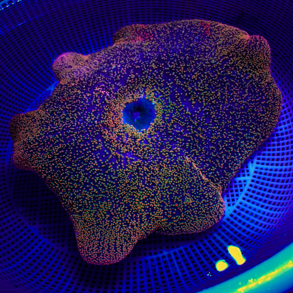 WYSIWYG Sunkist Rainbow Haddoni Carpet Anemone (10-13