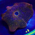 WYSIWYG Sunkist Rainbow Haddoni Carpet Anemone (10-13")