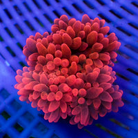 WYSIWYG Neon Strawberry Bubble Tip Anemone (1-3")