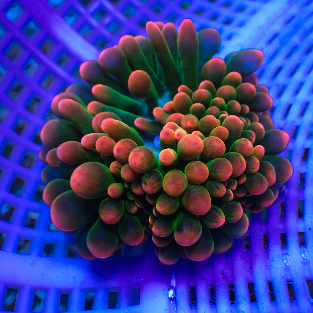 WYSIWYG Large Passionfruit Mania Rainbow Bubble Tip Anemone (1-3