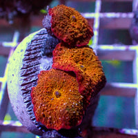 WYSIWYG Blood Orange Rainbow Discosoma Mushroom Colony (3 Polyps)