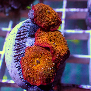 WYSIWYG Blood Orange Rainbow Discosoma Mushroom Colony (3 Polyps)