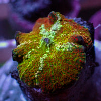 WYSIWYG Sunfire Tide Rainbow Discosoma Mushroom