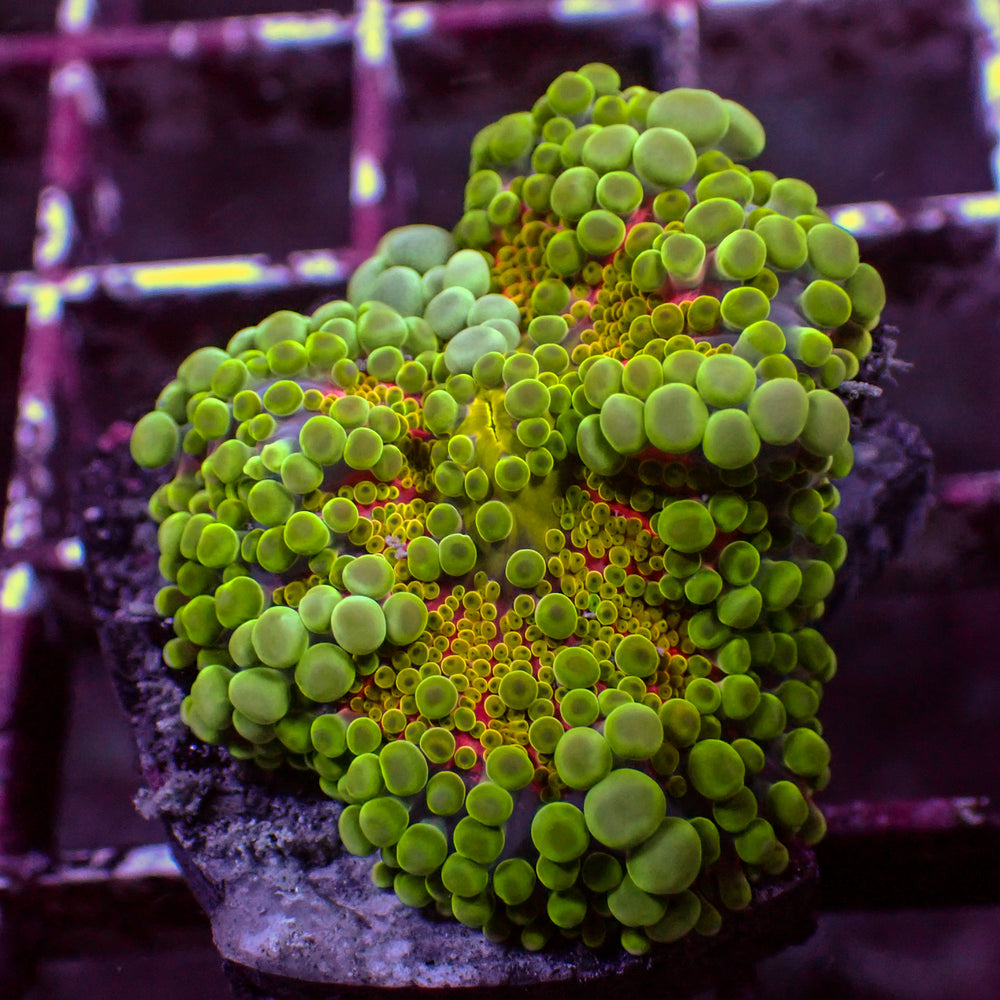 WYSIWYG Bubbly Kiwi Sunrise Yuma Mushroom