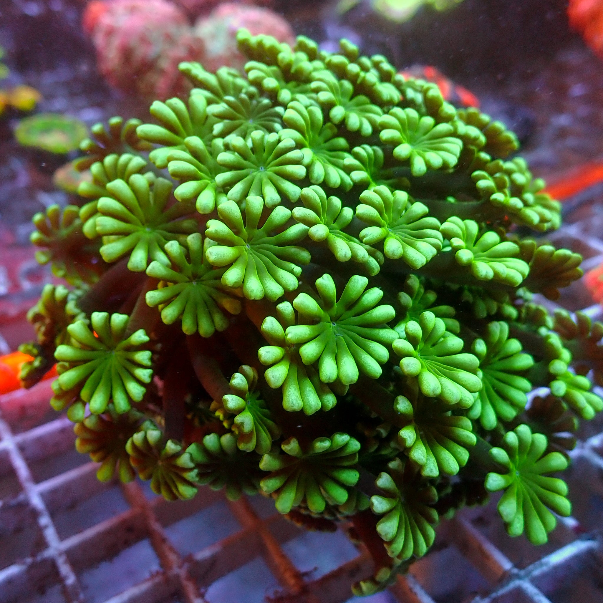 Hawaiian Sunset Rhodactis Mushroom
