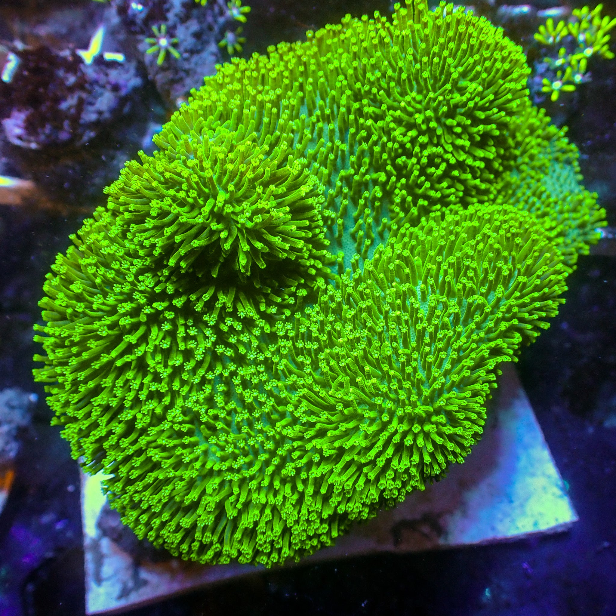 Hawaiian Sunset Rhodactis Mushroom