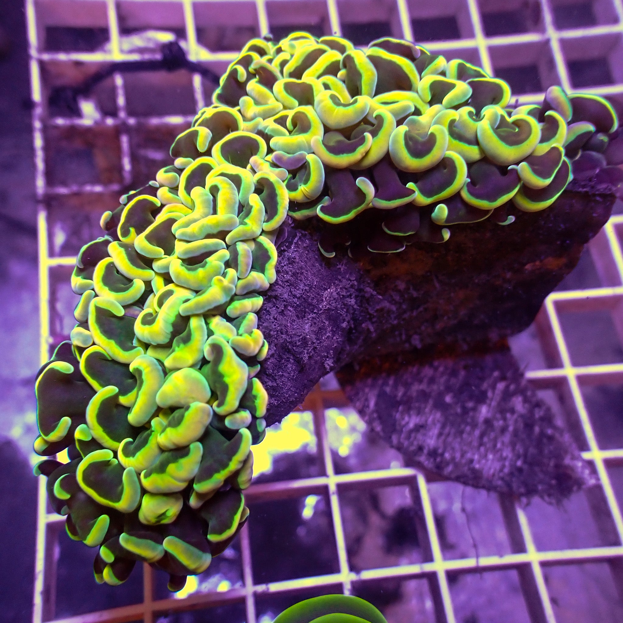 Hawaiian Sunset Rhodactis Mushroom