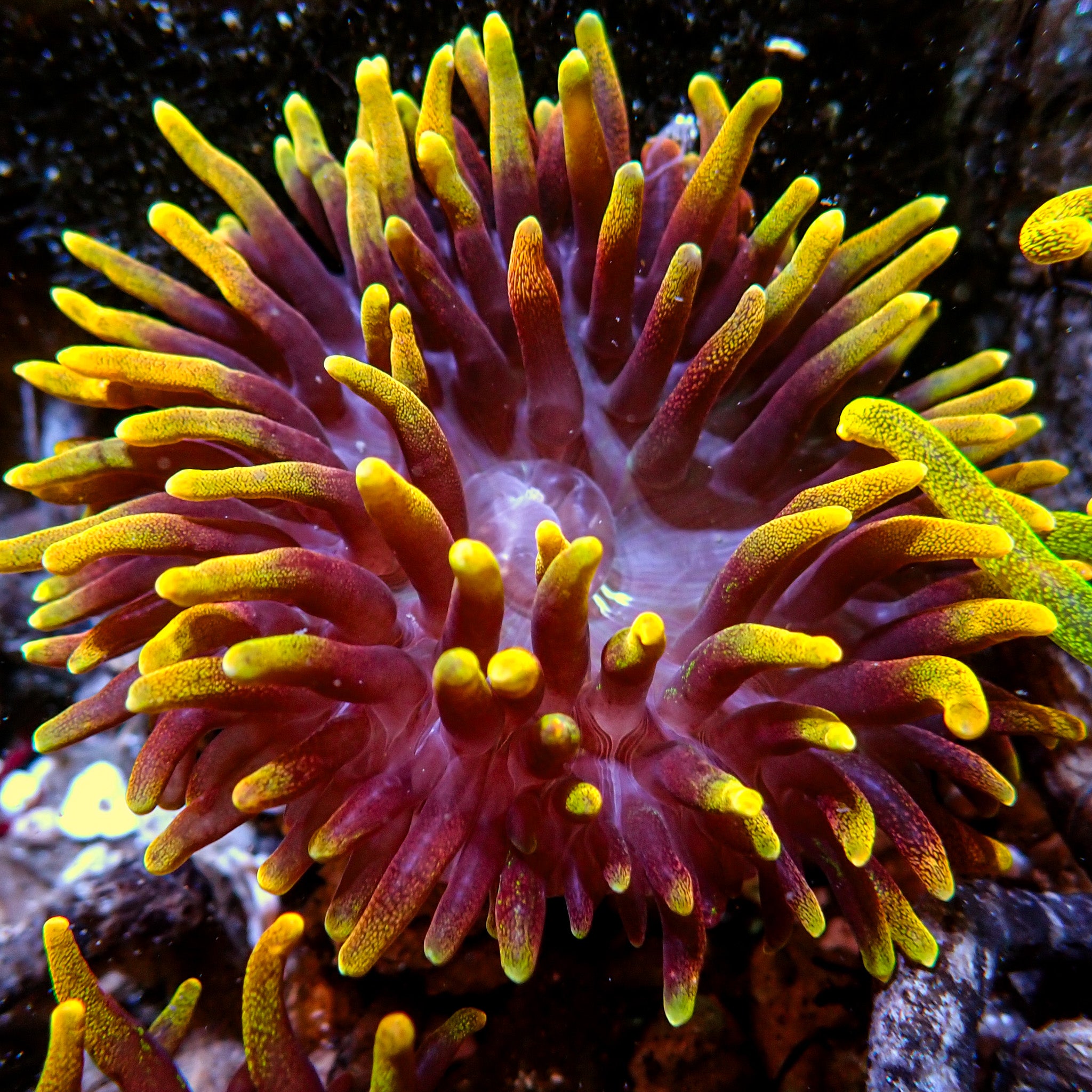 オデッセイRB1　アブソルート触媒、希少鉱物…レアアース。パラジウム Hawaiian Sunset Rhodactis Mushroom