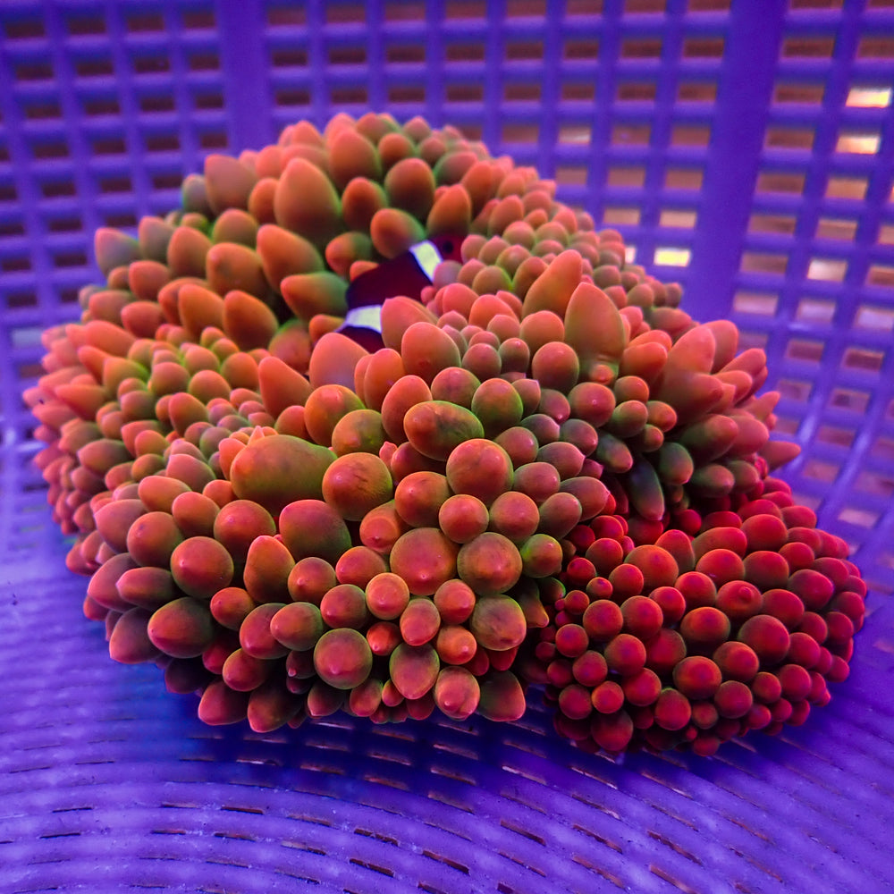 WYSIWYG Passionfruit Mania Rainbow Bubble Tip Anemone (5-7