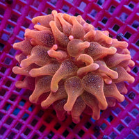 WYSIWYG Pastel Peach Bubble Tip Anemone (1-2")