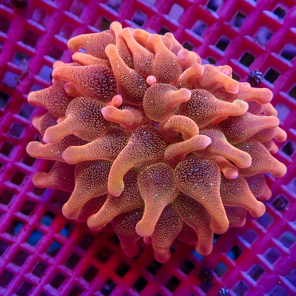 WYSIWYG Pastel Peach Bubble Tip Anemone (1-2