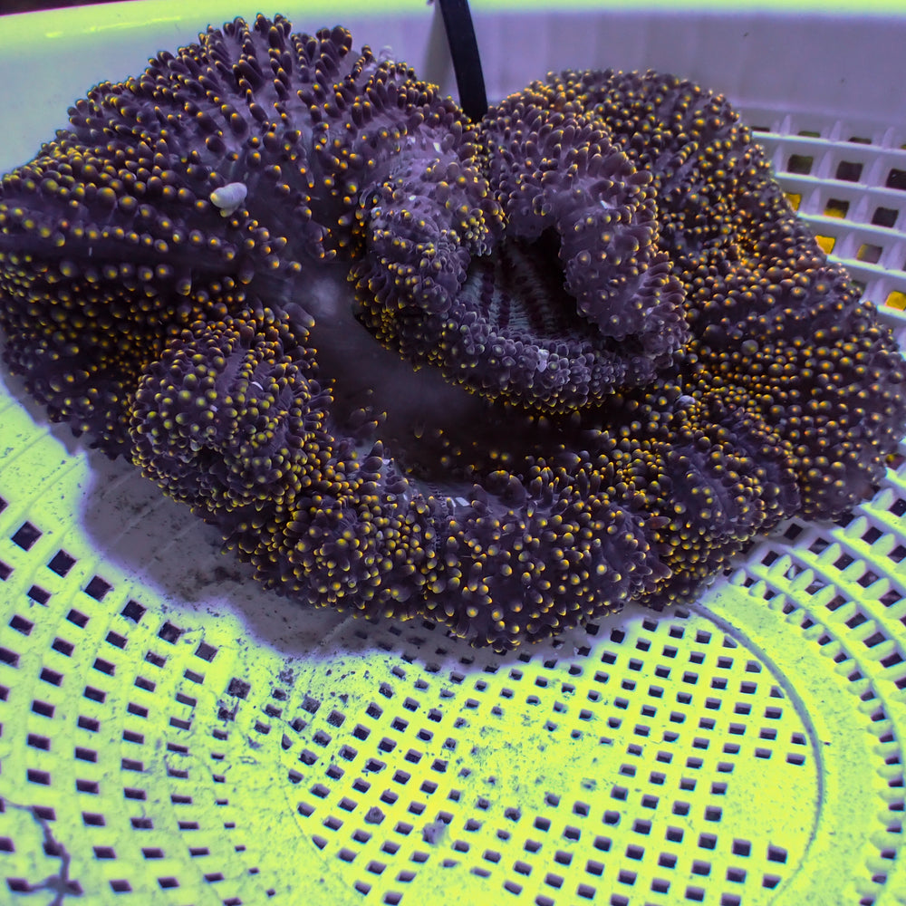WYSIWYG Pikachu Mertensii Carpet Anemone (5-7”)