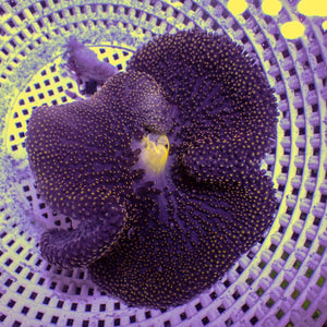 WYSIWYG Yellow TIp Mertensii Carpet Anemone (1-2”)