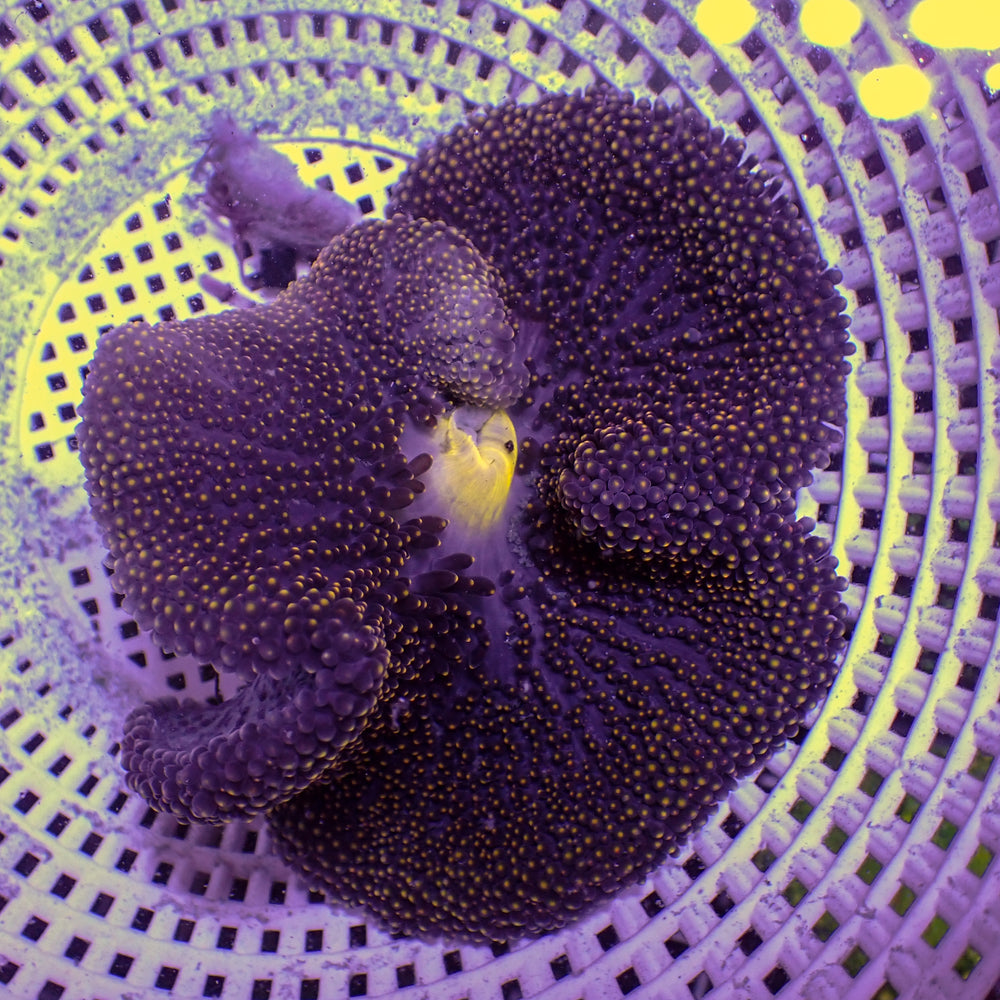 WYSIWYG Yellow TIp Mertensii Carpet Anemone (1-2”)