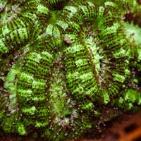 Stripe Green Acans (2-3 Polyps) - Corals Anonymous
