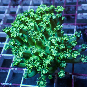WYSIWYG Neon Green Goniopora Colony (1-2")