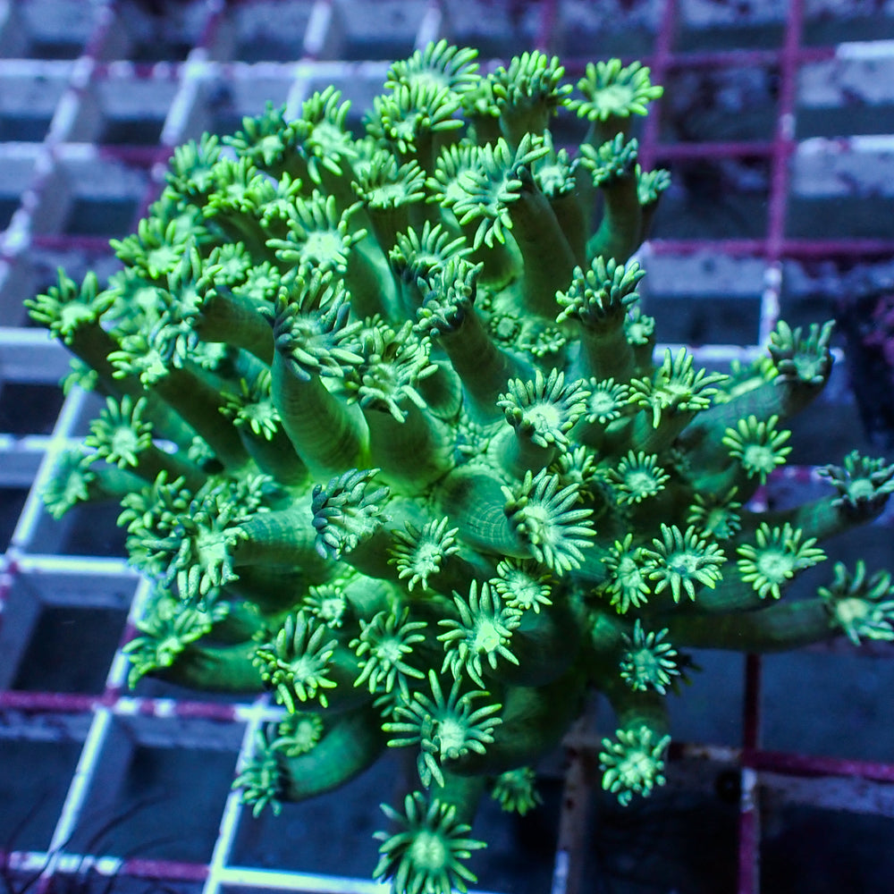 WYSIWYG Neon Green Goniopora Colony (1-2