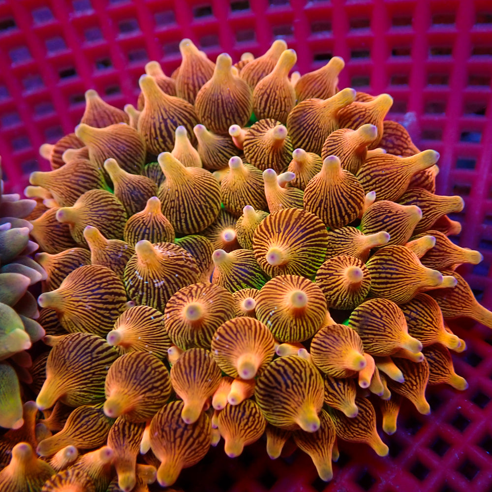 WYSIWYG Ultra Rainbow Violet Burst Bubble Tip Anemone (2-3