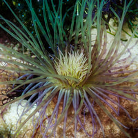 WYSIWYG Nuclear Purple Tube Anemone