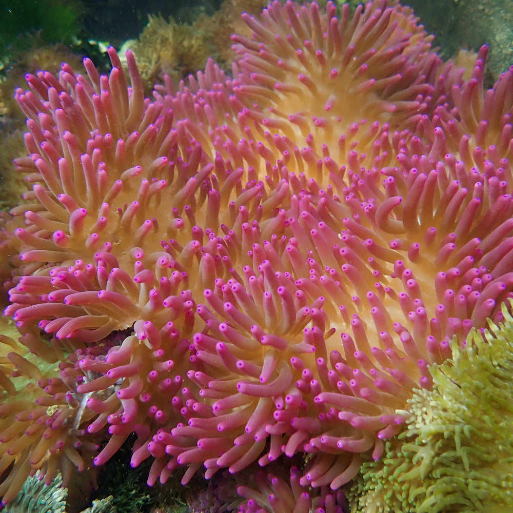 WYSIWYG Large Purple Rain Sebae Anemone (7-9