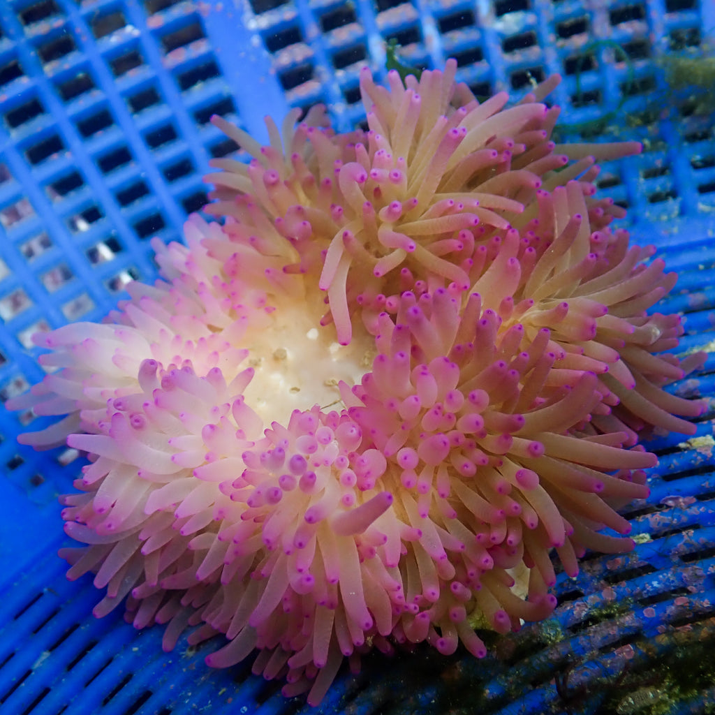 WYSIWYG Pink Tip Sebae Anemone (4-5") - Corals Anonymous