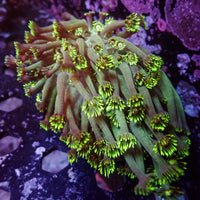 WYSIWYG Long Tentacle Neon Green Goniopora Colony (1-2") - Corals Anonymous
