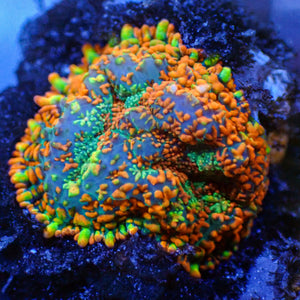 WYSIWYG Ultra Rainbow Bifrost Rhodactis Mushroom (0.5-1")