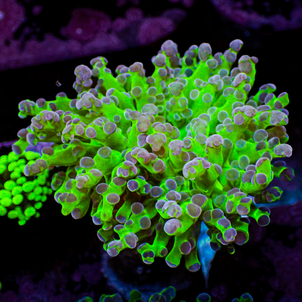 Purple Tip Yellow-Mouth Green Frogspawn