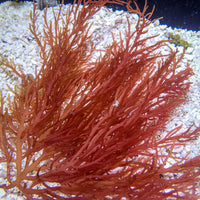 Crimson Pine Ogo Macroalgae
