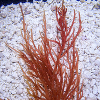 Crimson Pine Ogo Macroalgae
