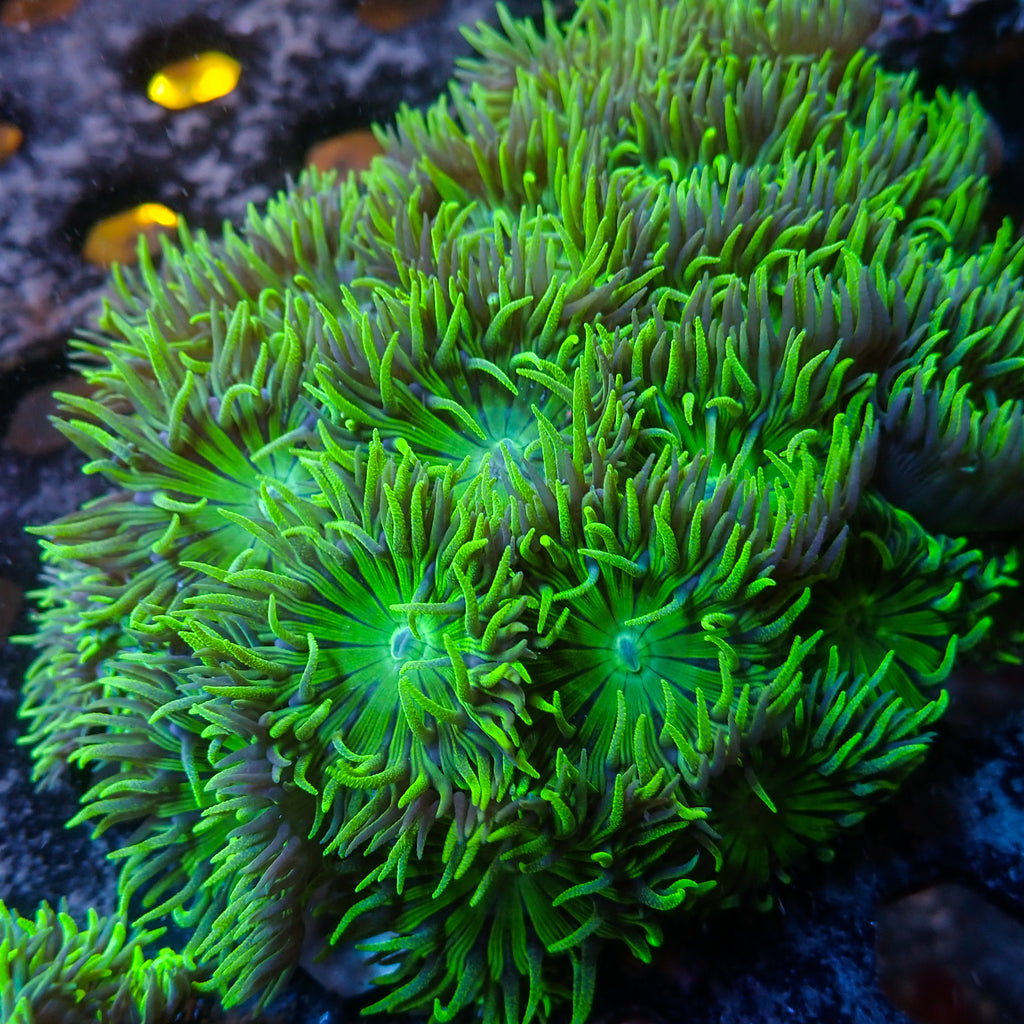 WYSIWYG Ultra Acid Rave Duncan Colony (30+ Polyps) - Corals Anonymous