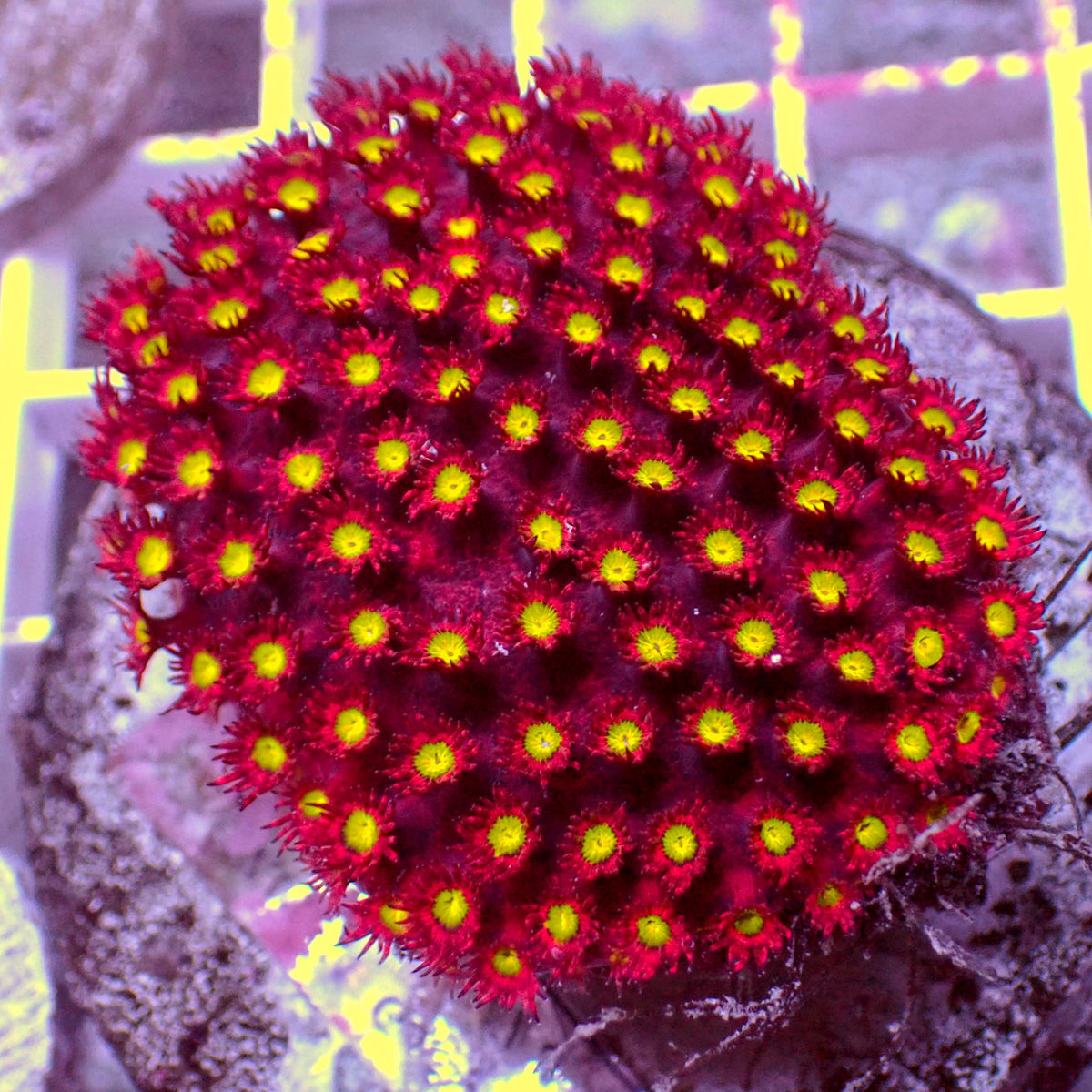 Inferno Stargazer Goniopora (0.5-1" Frag) - Corals Anonymous