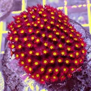 Inferno Stargazer Goniopora (0.5-1" Frag)
