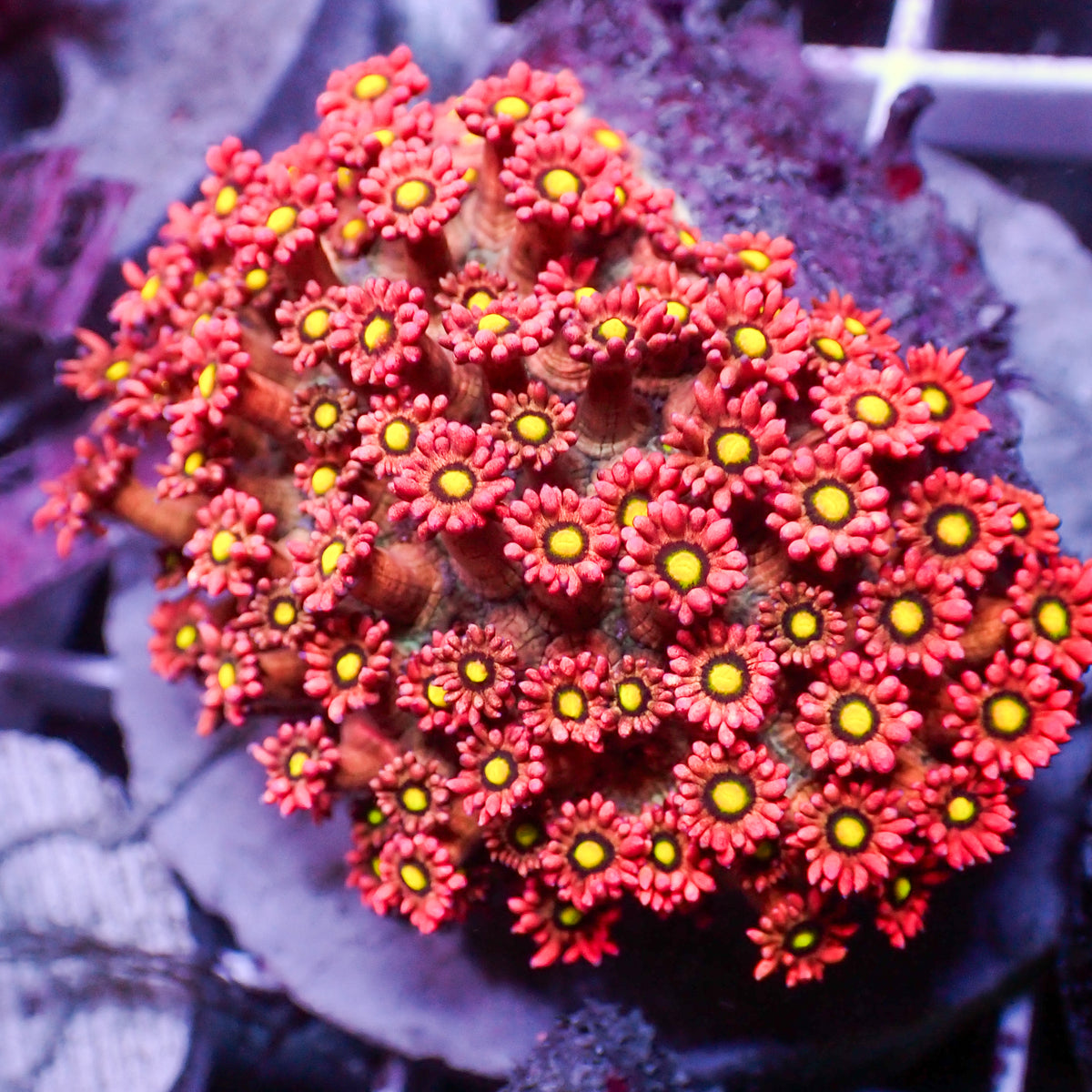 Pink Pixie Dream Goniopora (0.5-1” Frag) - Corals Anonymous
