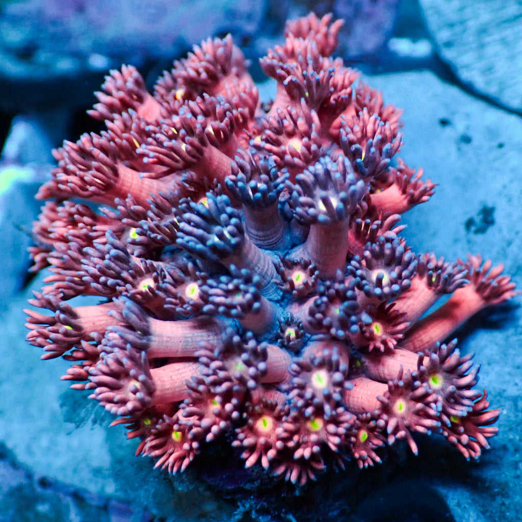 Nebula Dream Rainbow Goniopora (0.5-1” Frag) - Corals Anonymous