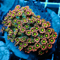 Hippie Power Rainbow Goniopora (0.5-1”)