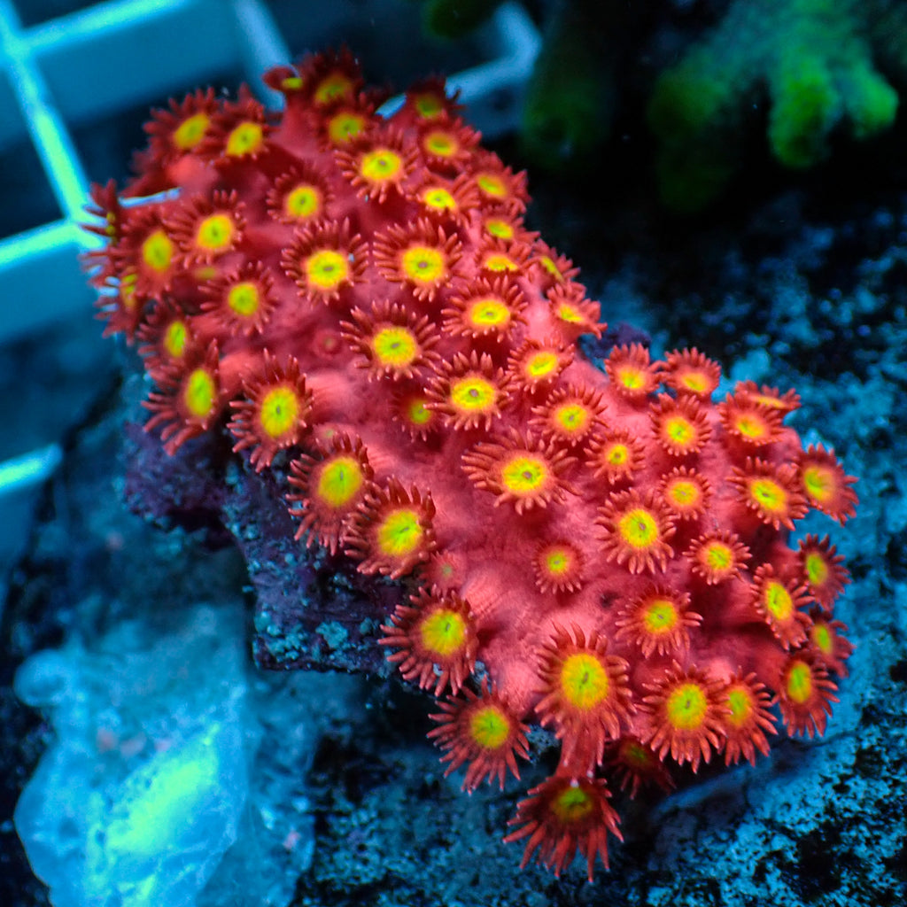 Goldenflare Rainbow Goniopora (0.5-1” Frag) - Corals Anonymous