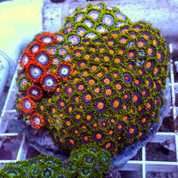 WYSIWYG Rainbow Zoa Combo Colony